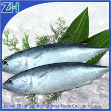 New stock frozen bonito tuna dry fish whole round 200-300g